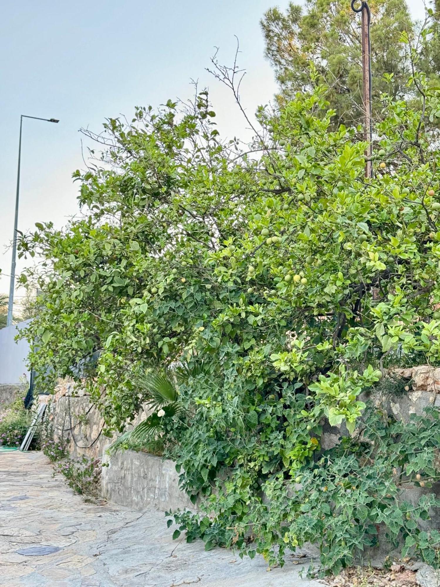 Rose Hotel B&B Patara Exteriér fotografie